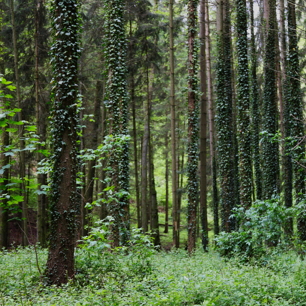 Grüner Wald: Nadelbaumstämme mit Efeubewuchs