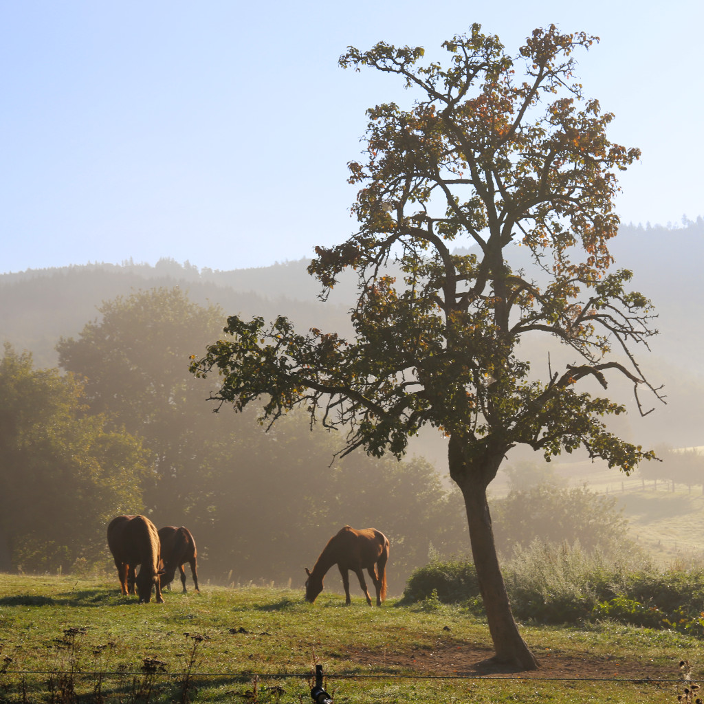 Pferde im Morgendunst