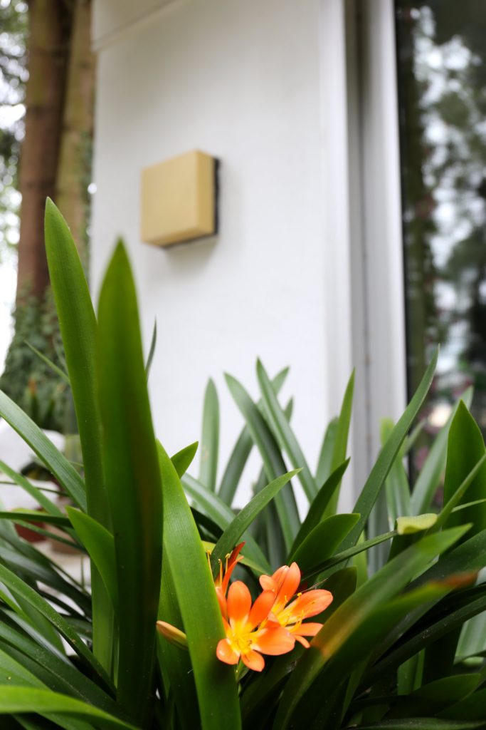 Clivia - Pflanze mit orangen Blüten