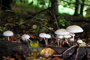 Weiße Pilze auf Holzstamm im Wald