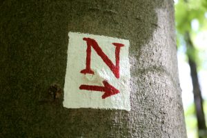 Rotes N und Pfeil auf Baumstamm