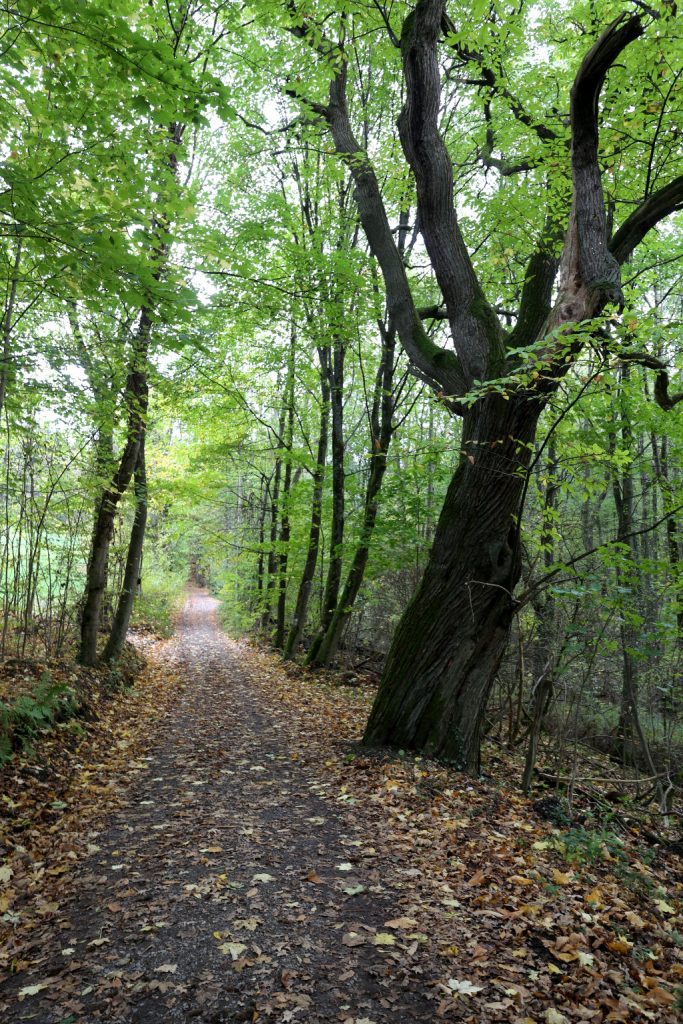 Waldweg, Abschnitt auf dem Nibelungensteig
