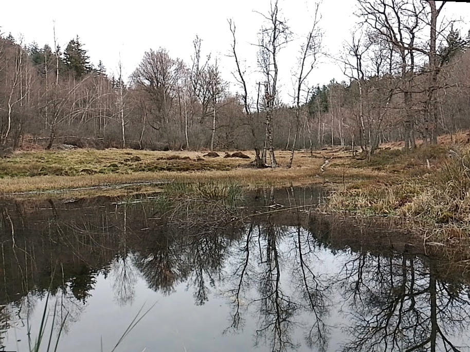 Flaue Stimmung in gedeckten Brauntönen und Blick auf eine Wasserfläche in einem Hochmoor