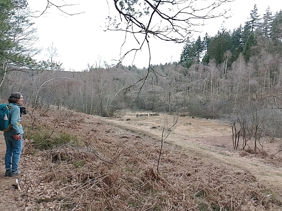 Flaue Stimmung in gedeckten Braun- und Grüntönen und Blick in eine Moorlandschaft mit Gestrüpp im Wordergrund, einer Fläche dazwischen und Bäumen im Hintergrund