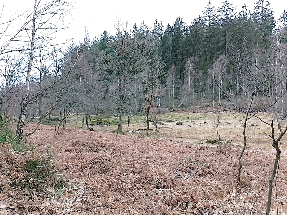 Flaue Stimmung in gedeckten Braun- und Grüntönen und Blick in eine Morrlandschaft mit Gestrüpp im Wordergrund, einer Fläche dazwischen und Bäumen im Hintergrund