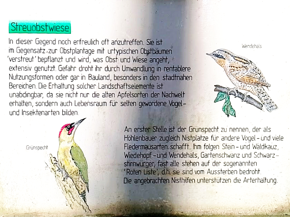Schild im Wald mit zwei aufgemalten Vögeln und Text zum Thema Streuobstwiese
