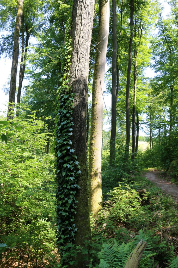 Links bewachsener Holzstamm, rechts Waldweg