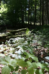 Stimmungsvolles Foto vom Waldboden mit angeleuchtetem Farnblatt, grünen Pflanzen im Vordergrund und moosbedecktem Holz