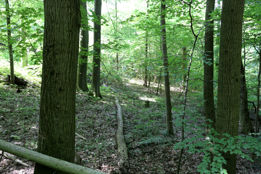 Grenzstein im Wald, sieht von Weitem so aus wie ein Baumstumpf