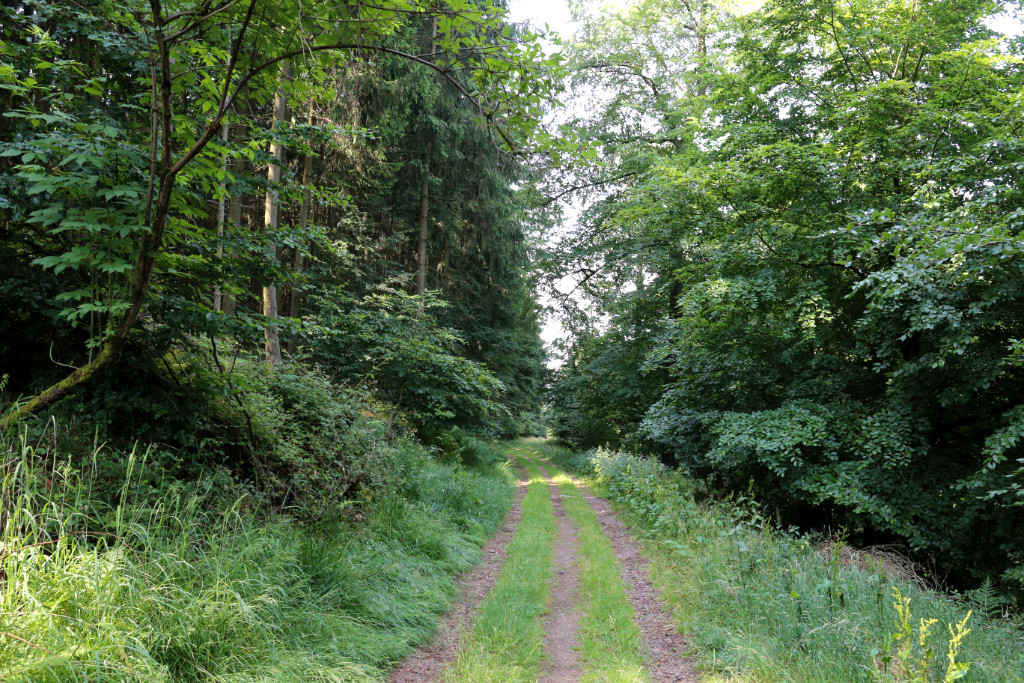 Waldweg, links und rechts Bäume