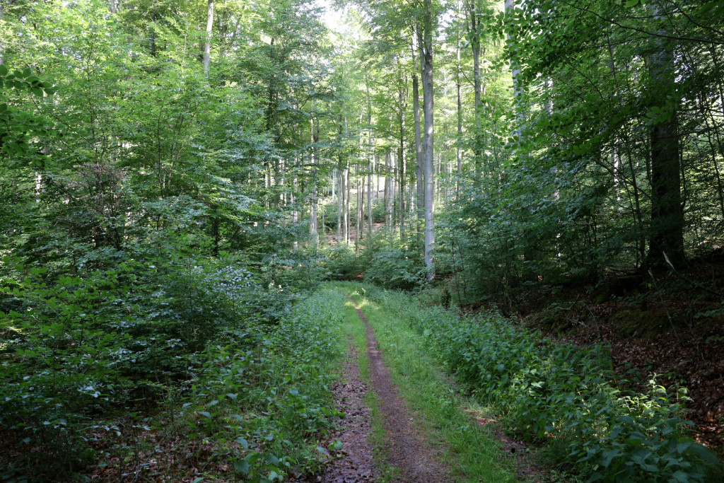 Waldweg, links und rechts hohe Bäume