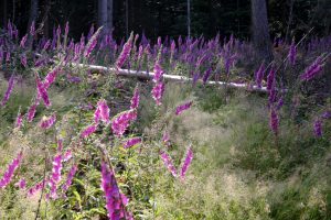 Viele magentafarbene Fingerhut-Pflanzen vor Wald