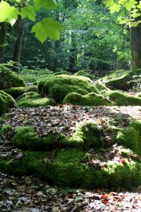 Große bemooste Steine im Wald