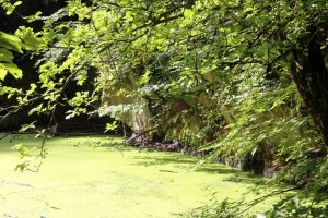Hellgrün schimmernder Teich, Bäume und Pflanzen