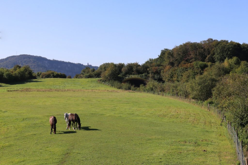 Pferde auf einer Wiese, Fahrbahnüberquerung für Tiere und burg im Hintergrund