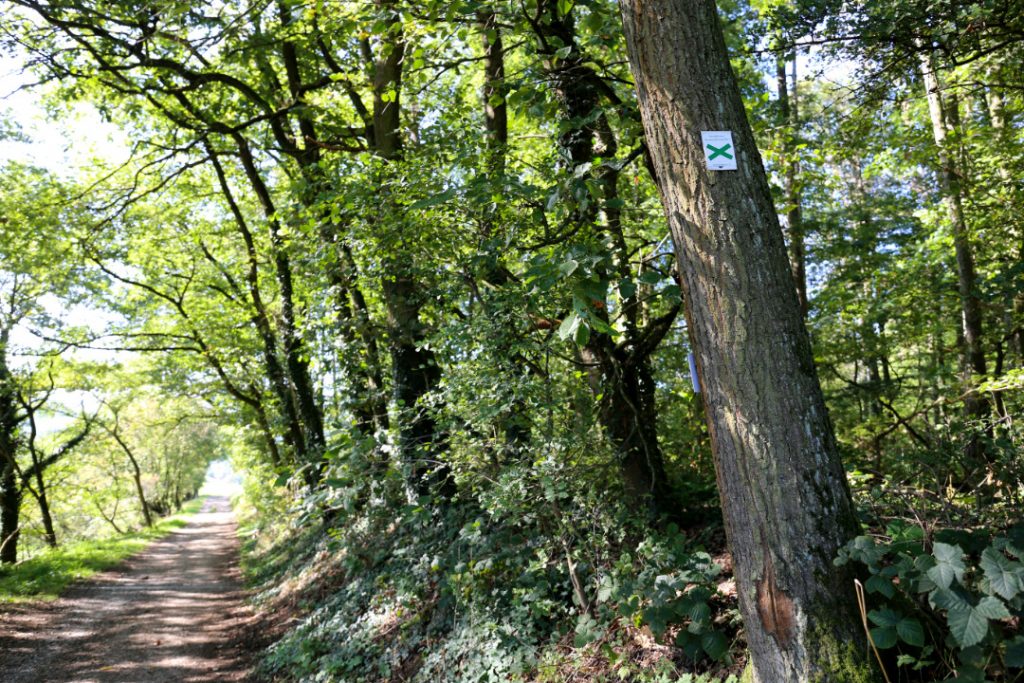 Weg am Waldrand mit Wald auf der rechten Seite und Markierung des Fernwanderweges Nr.1