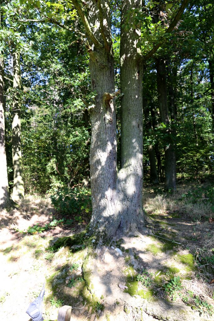 Grenzbaum, erkennbar an zwei miteinander verwachsenen Stämmen