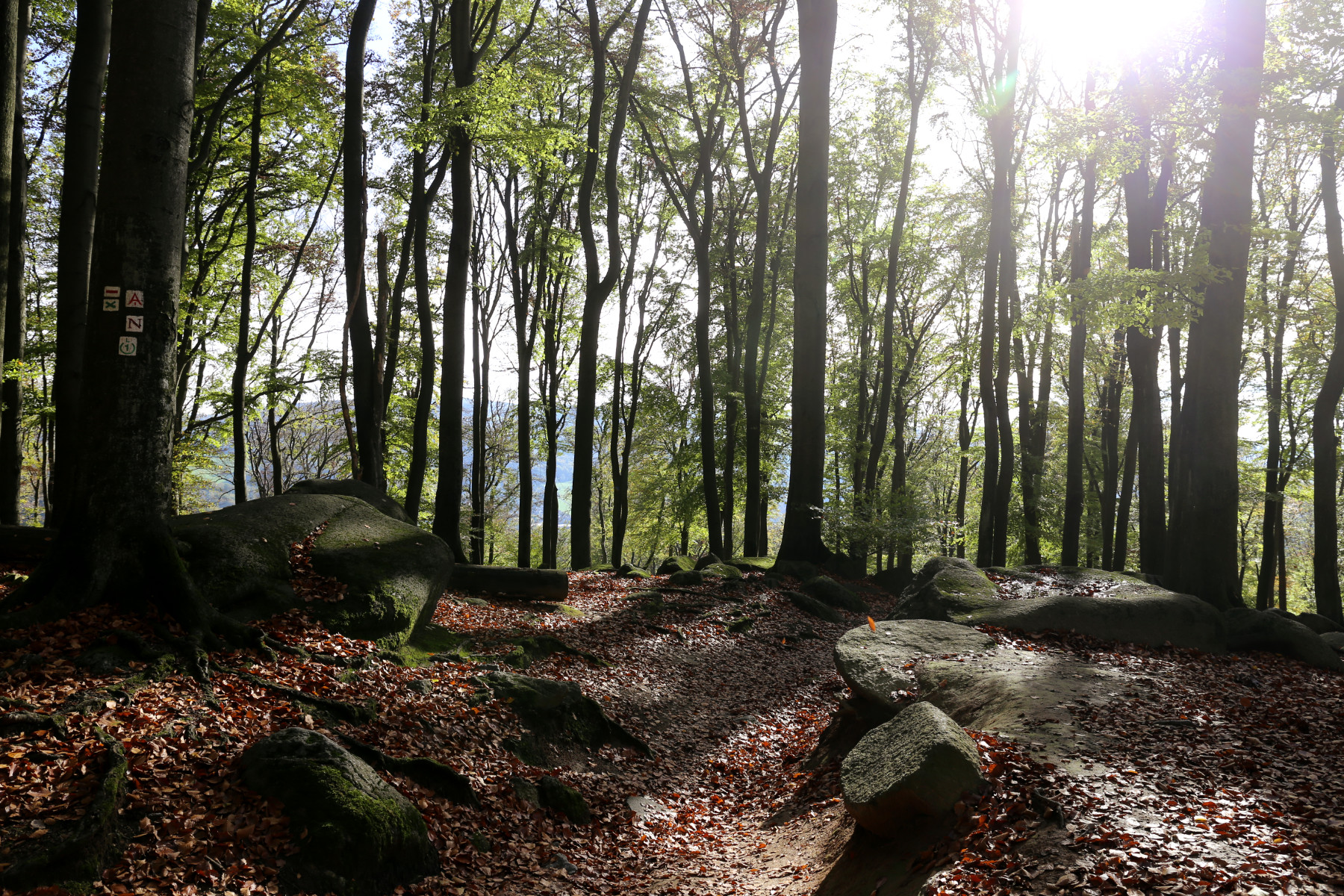 Lichtstrahlen scheinen in den Wald hinein, vertrocknetes Buchenlaub liegt herum, Herbststimmung, im Vordgrund große Steine