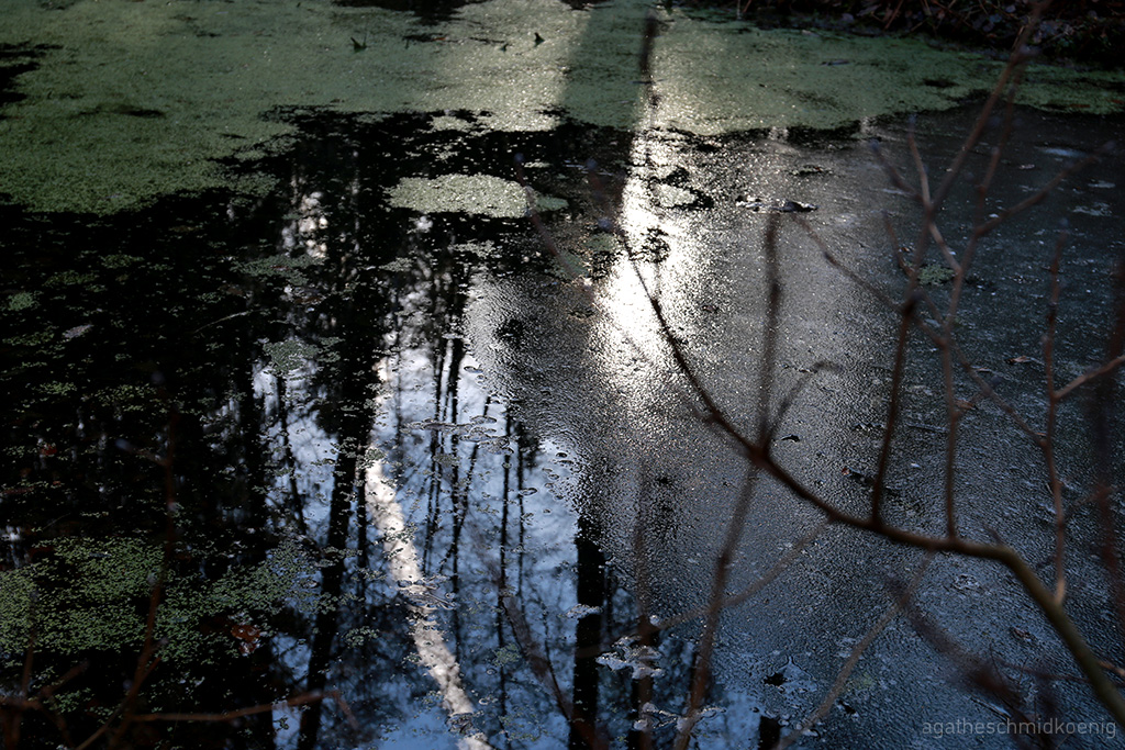Blick auf und in einen Teich mit Spiegelungen und Entengrütze auf der Teichoberfläche