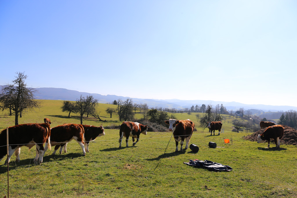 Blick ein eine weite Landschaft, im Vordergrund Kühe